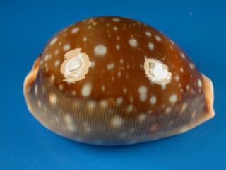 Cypraea Vitellus,  Spotting Pattern,  67.  1mm,  Hawaii Shell
