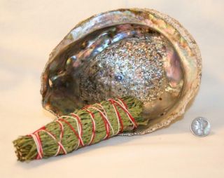Abalone Shell Smudging Burning Sage Bowl 6 - 7 Inch Natural Organic Sea Shell