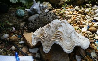 Tridacna Gigas Giant Clam Sea Shell 9 