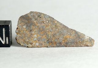 Meteorite Nwa 12577 - L4 Chondrule Party Thin Slice