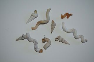 Spiral Worm Shells - Worm Tube Hole Spiracle Tubular Florida Sea Shells Seashell