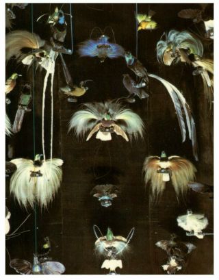 (75) Postcard - Australia - Nsw - Museum Birds Of Paradise Fron Guinea