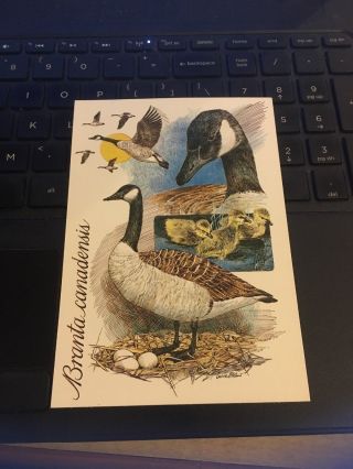 Vintage Postcard: Branta Canadensis.  Canada Goose