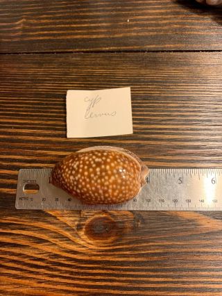 2 4” Rare Spotted Cowrie Shell Seashell Cypraea Argus Circles Stripes