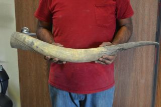 Raw Unfinished Cow Horn Scrimshaw Carving Craft Decor 28 " K6