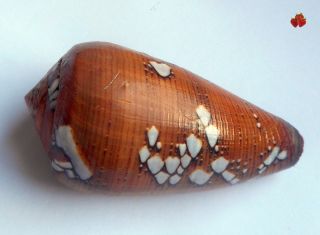 Conus Behelokensis F.  Pseudoracemosus Madagascar,  52,  4 Mm Badly Filed Lip