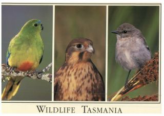 (b&j 50) Postcard - Australia - Tasmanian Birds (parrot - Falcon - Robin)