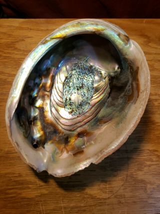 7 Inch Red Abalone Shell - Unpolished - Smudge,  Jewelry Or Home Decoration