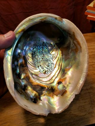 7 INCH RED ABALONE SHELL - UNPOLISHED - SMUDGE,  JEWELRY OR HOME DECORATION 4