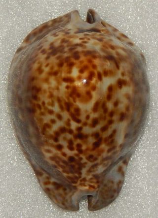 Seashell Cypraea Stercoraria 84mm