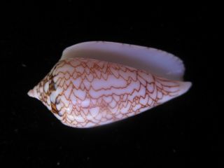 Conus Textile Scriptus 47 Mm Gorgeous Shell With Outlines Of Tents Not Filled In