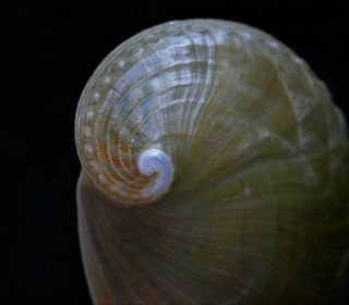 Seashell Haliotis Asinina Very Big 102mm Gem