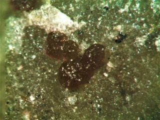 Cobaltaustinite Rare Mineral Micromount From Australia