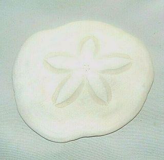 Sand Dollar Sea Biscuit Six Inch Beach House Decor
