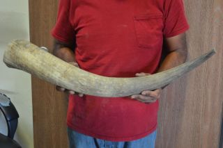 Raw Unfinished Cow Horn Scrimshaw Carving Craft Decor 28 " E6