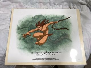 Walt Disney Animation Art Cel Tarzan 1999 Florida Movie Disneyland Cartoon 2