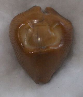Shell Cypraea (barycypraea) Caputviperae 43.  1mm