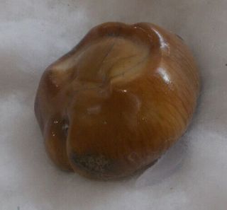 SHELL Cypraea (Barycypraea) caputviperae 43.  1mm 2