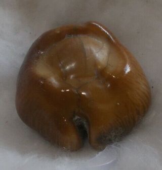 SHELL Cypraea (Barycypraea) caputviperae 43.  1mm 4