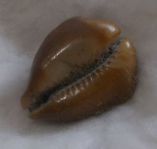 SHELL Cypraea (Barycypraea) caputviperae 43.  1mm 5