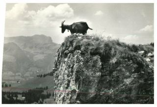 (ms 839) Postcard - Switzerland - Gruyère With Goat - Chèvre