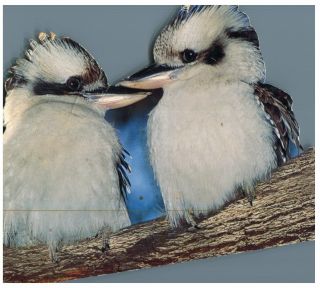 (1096) Postcard - Australia - Shape Cards - Kookaburra Birds