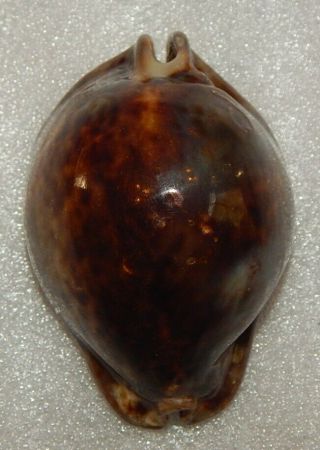 Seashell Cypraea Stercoraria 86.  6mm Dark