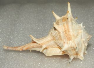 Seashell Bolinus Brandaris 89.  3mm W/o Good Size