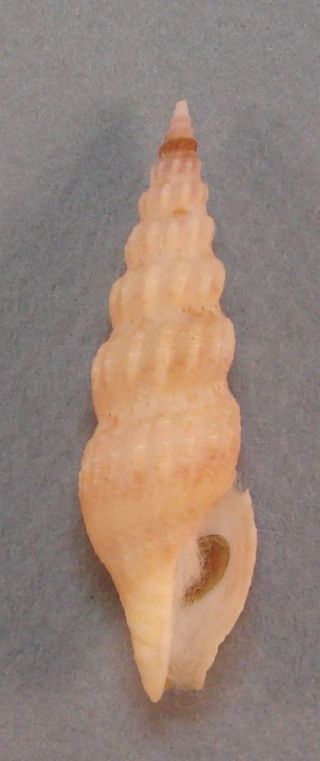 Ptychobela Nudivaricosa 45mm Specimen Ligid Is. ,  Davao,  Philippines
