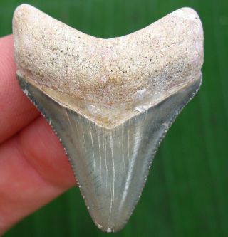 Golden Beach Venice Florida Fossil Megalodon Shark Tooth Meg Teeth Scuba