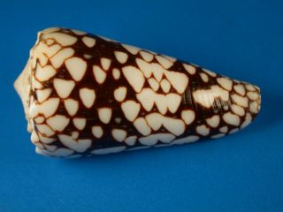 Conus Equestris,  Dark Pattern,  51.  7mm,  Indonesia Shell