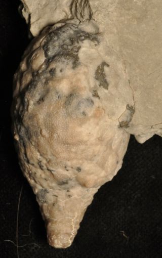 Fossil Cystoid - Holocystites Scutellatus From Indiana