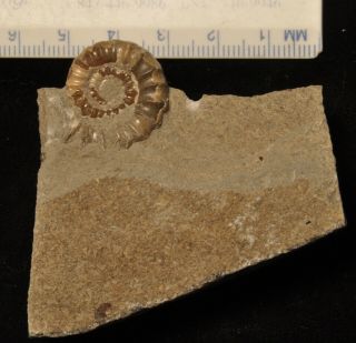 Fossil Ammonite - Promicroceras Sp.  From England