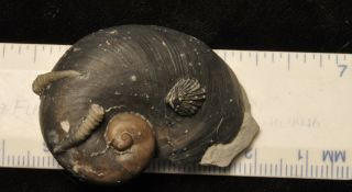 Fossil Gastropod - Platystoma Niagarense From Indiana With Worm Tubes