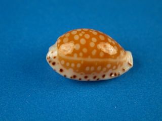 Cypraea Fisheri,  Pattern,  13.  2mm,  Hawaii Shell