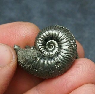 30mm Vertumniceras Pyrite Ammonite Fossils Callovian Fossilien Russia Pendant