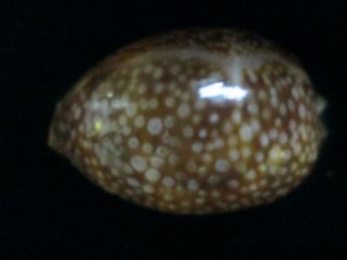 Cypraea cervus 83 mm specimen clear evenly spaced dots,  one 2