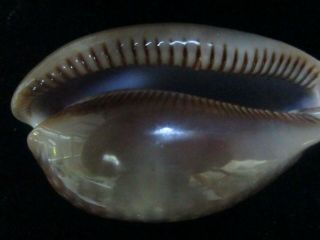 Cypraea cervus 83 mm specimen clear evenly spaced dots,  one 3
