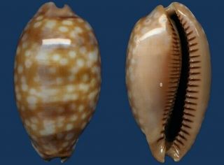 Shell Cypraea Zebra Seashell