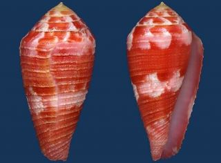 Shell Conus Pertusus Amabilis L Seashell