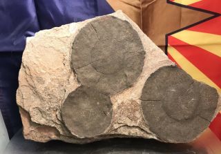 Reilly’s Rocks: Unique Iron Concretions In Sandstone From Arizona,  High Desert