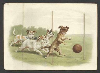 Y72 - Dogs Playing Football - Large Victorian Plain Greeting Card