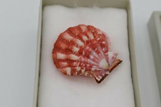 S7 Red Shell Specimen For Display Or Crafts