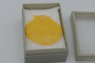 S10 Queen Scallop Shell Specimen For Display Or Crafts
