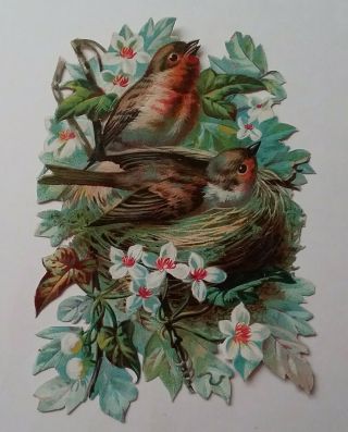 Large Antique Emboss.  Chromo Victorian Scrap Of A Robins Nest.  17x12cms