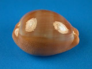 Cypraea Sulcidentata,  Dark Color,  29.  3mm,  Hawaii Shell