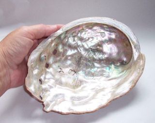 Vintage Large Vintage Natural Paua/abalone Seashell Soap Dish/display