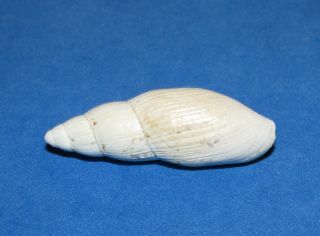 Seashells Euglandia Truncata,  Uncommon Landsnail Fossil,  Shells