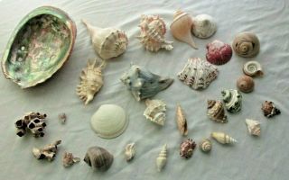 Large Red Abalone Shell And Selection Of Shells For Crafts Jewelry