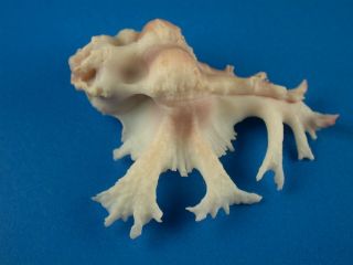 Murex (homalocantha) Pele,  Fronds,  44.  3mm,  Hawaii